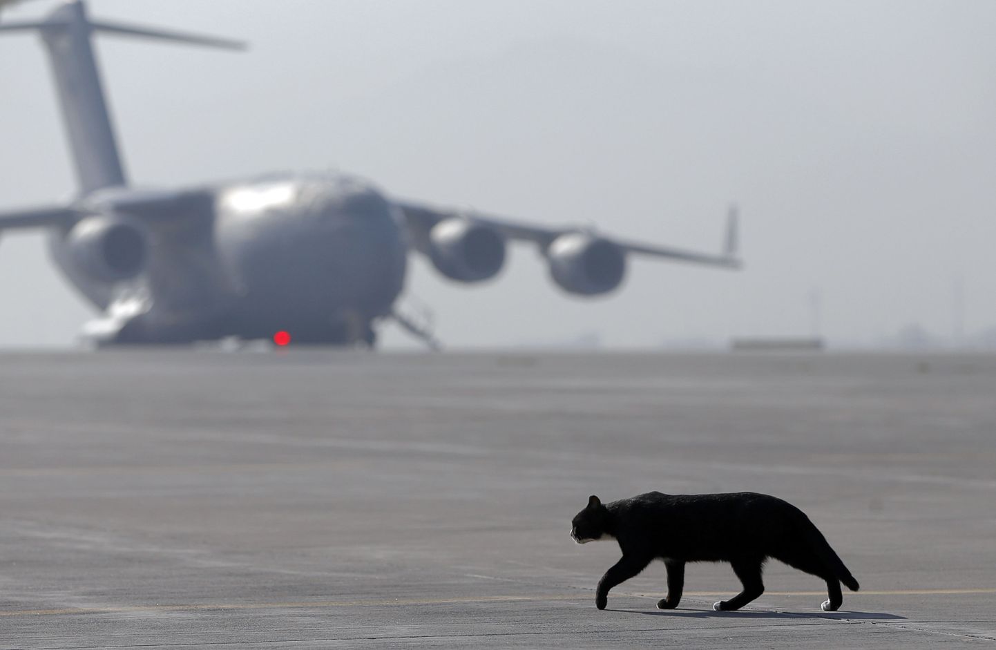 Kass jalutamas Kabuli lennuväljal. Foto on illustratiivne.