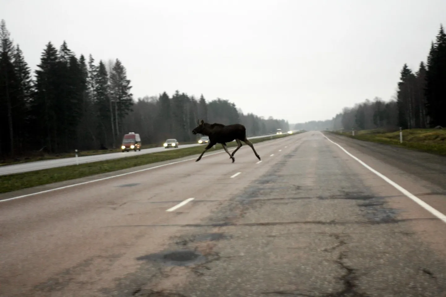 Aktiivsel liikumisperioodil satuvad ulukid tavapärasest enam teedele.