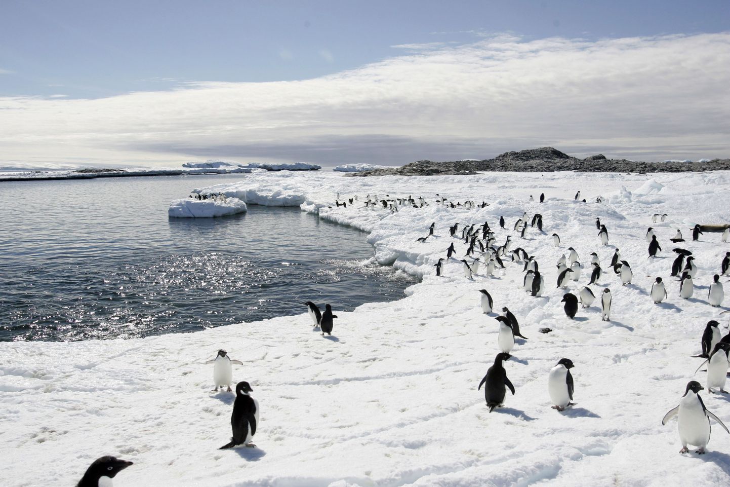 Adeelia pingviinid