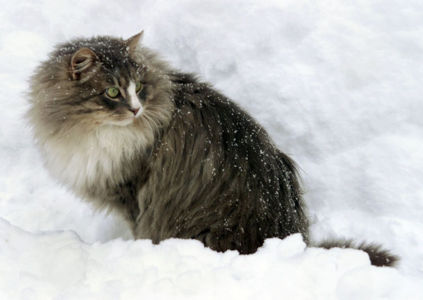 Lumi ja kass.