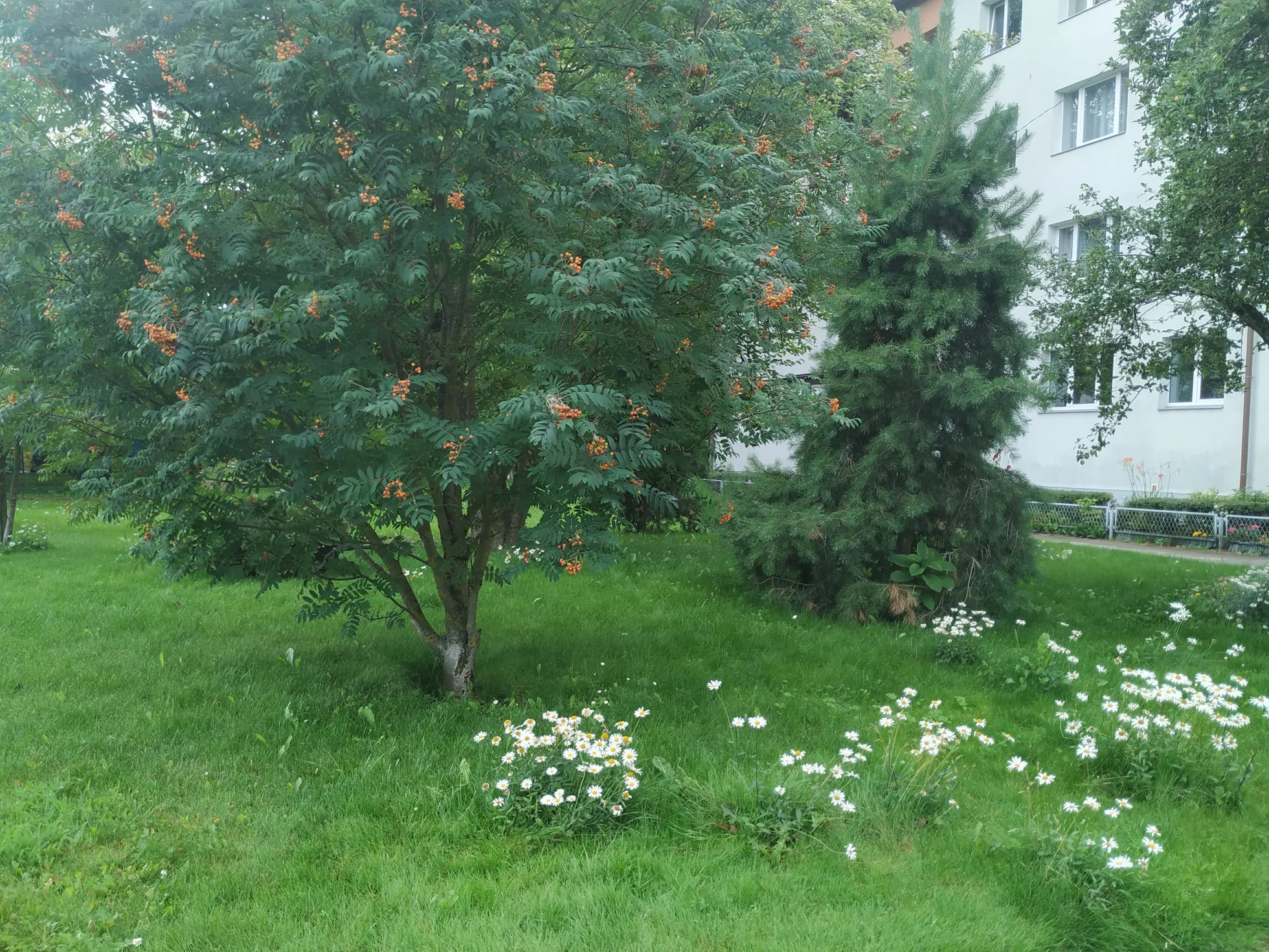 На со вкусом ухоженный газон приятно смотреть.