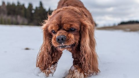 ДЛЯ ЖИТЕЛЕЙ ЭСТОНИИ ⟩ Как понять, что твоей собаке слишком холодно на прогулке и она может умереть?