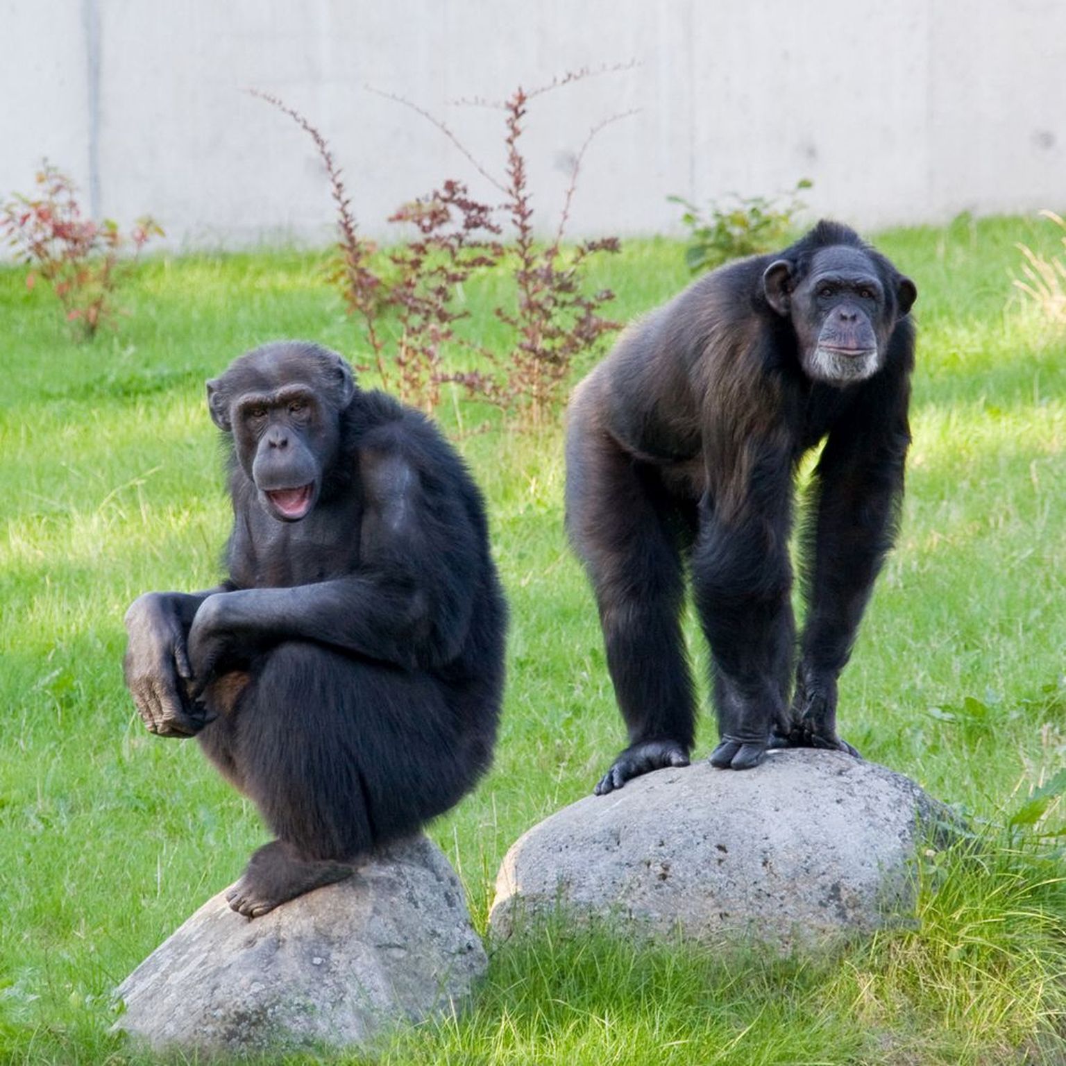 Šimpansid Pino ja Betty.