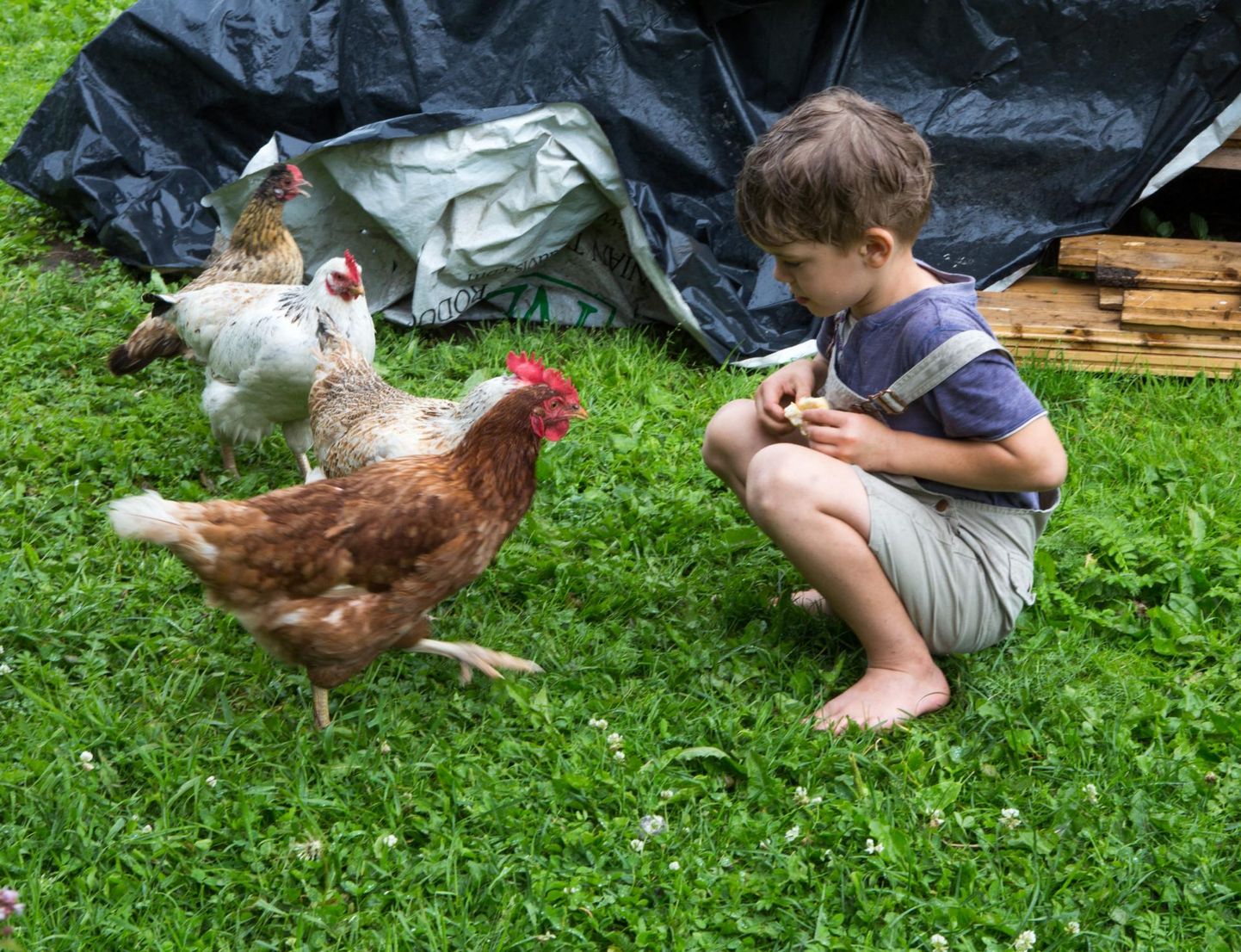 Järjest enam lastega peresid võtab endale mõne kana koduõuele elama.