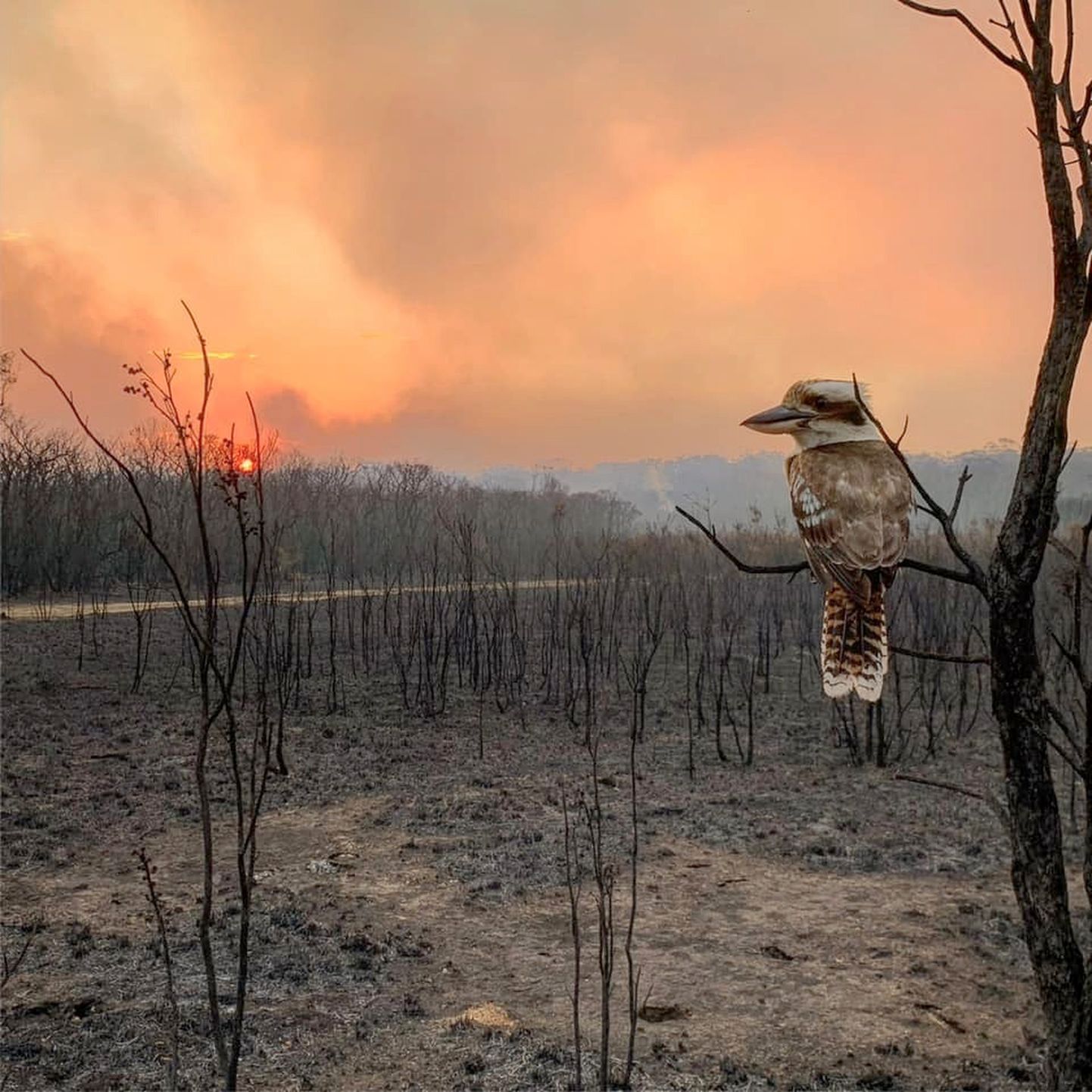 Põlenud maastik New South Walesis Wallabi Pointis. Põlenud puul istub kuukabarra