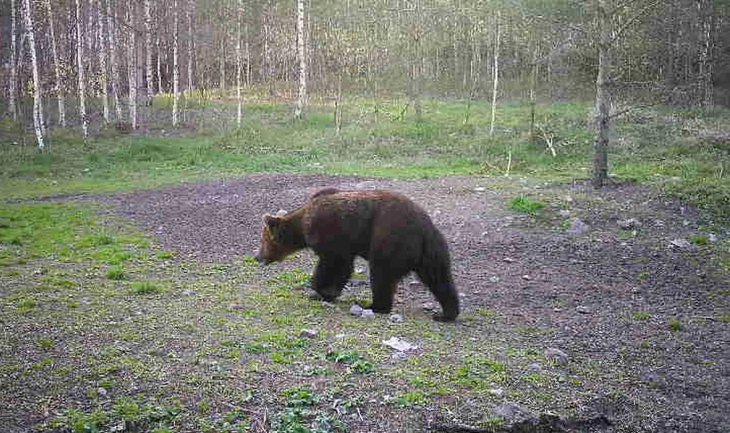 Августовский медведь.