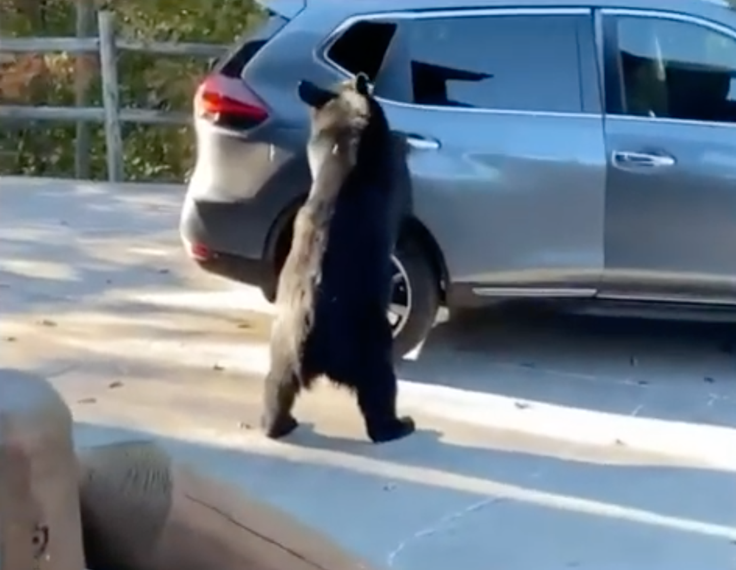 Kas karu soovis autoust avades ka päriselt perega koos sõitma minna ei ole teada. Arvatavasti meelitas teda ligi autos olnud lahtine maapähklivõi purk.