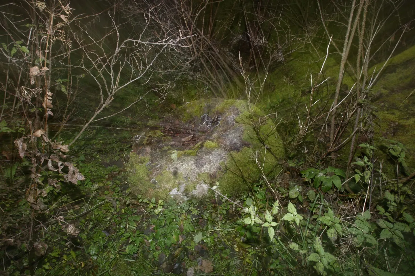 Kiigeoru hiis. Pildil ohvrikivi.