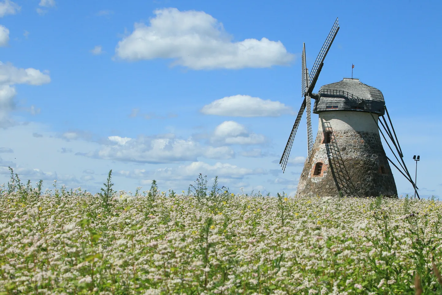 Õitsev tatrapõld.
