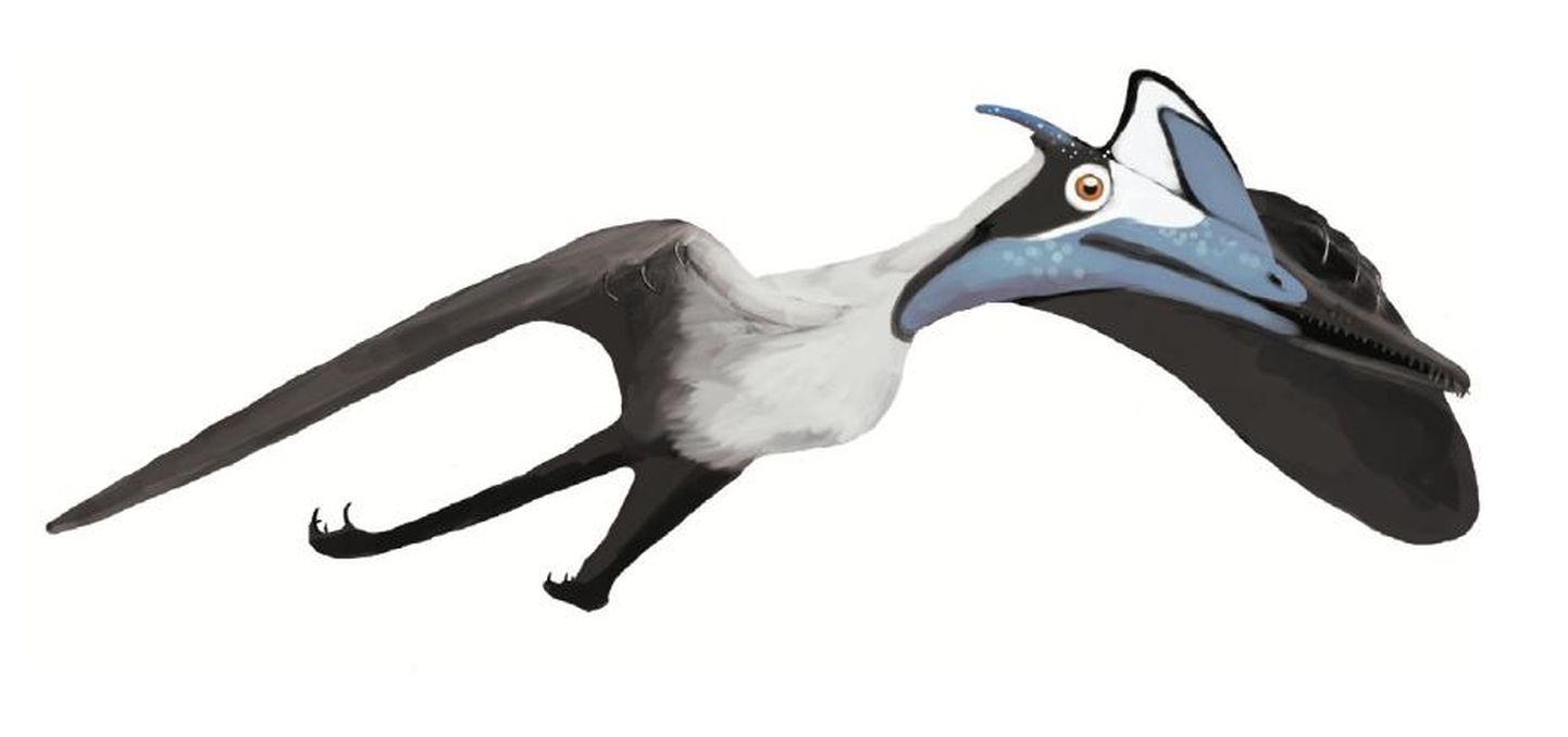 Esimeste selgroogsete seas taeva vallutanud pterodaktülosel pole tänapäevaste lindudega mingit pistmist. Tiibade siruulatus 10 meetrit.
Elas 200 miljoni aasta eest.