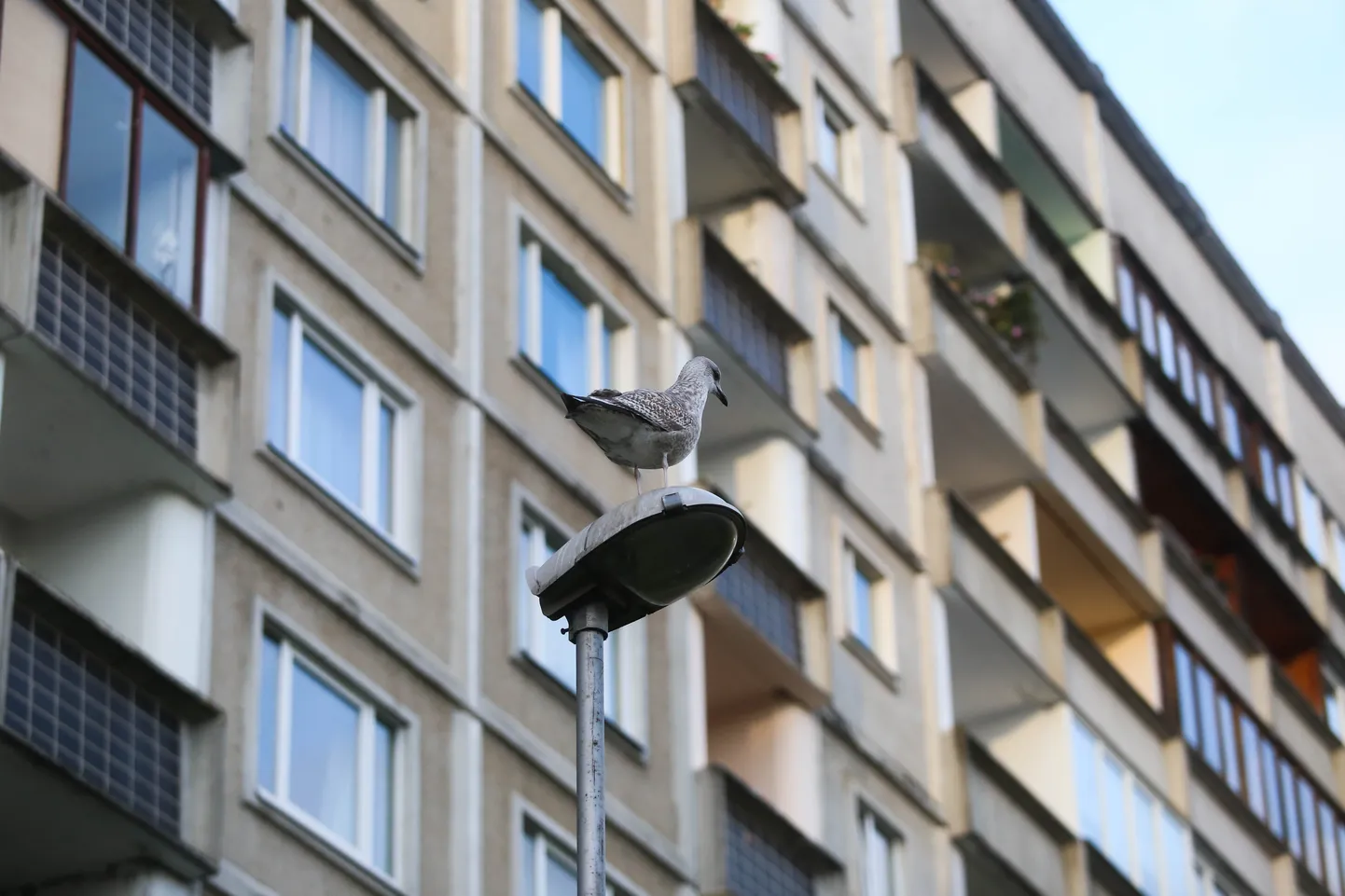 Фото статьи