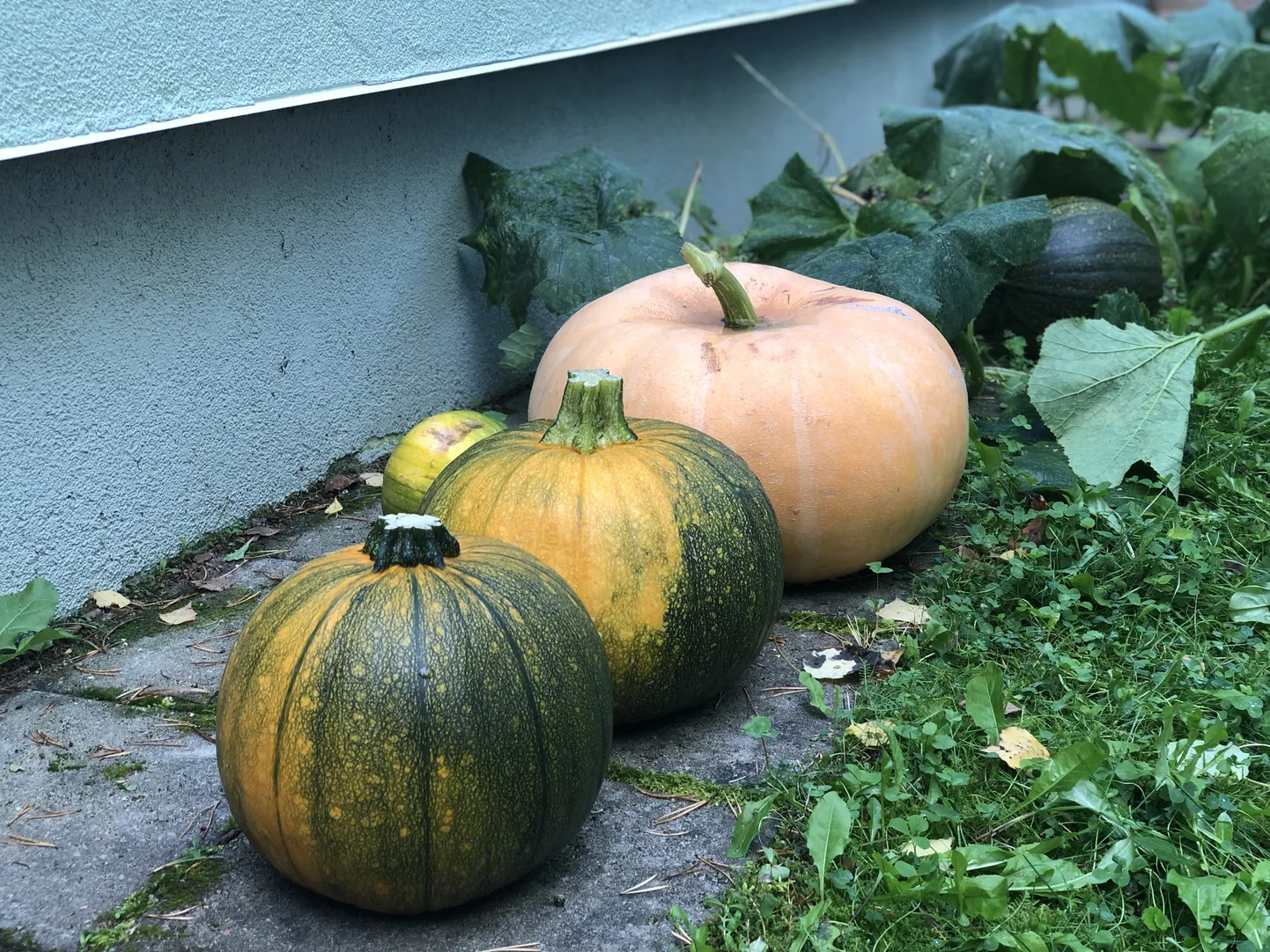 Lauliku lasteaias kasvanud kõrvitsad, millest raskeim kaalus pea 13 kilo.
