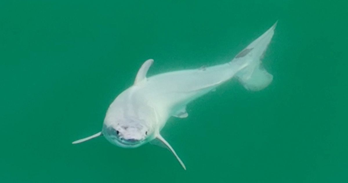 HARULDASED KAADRID ⟩ California rannikul jäi kaamera ette vastsündinud mõrtsukhai