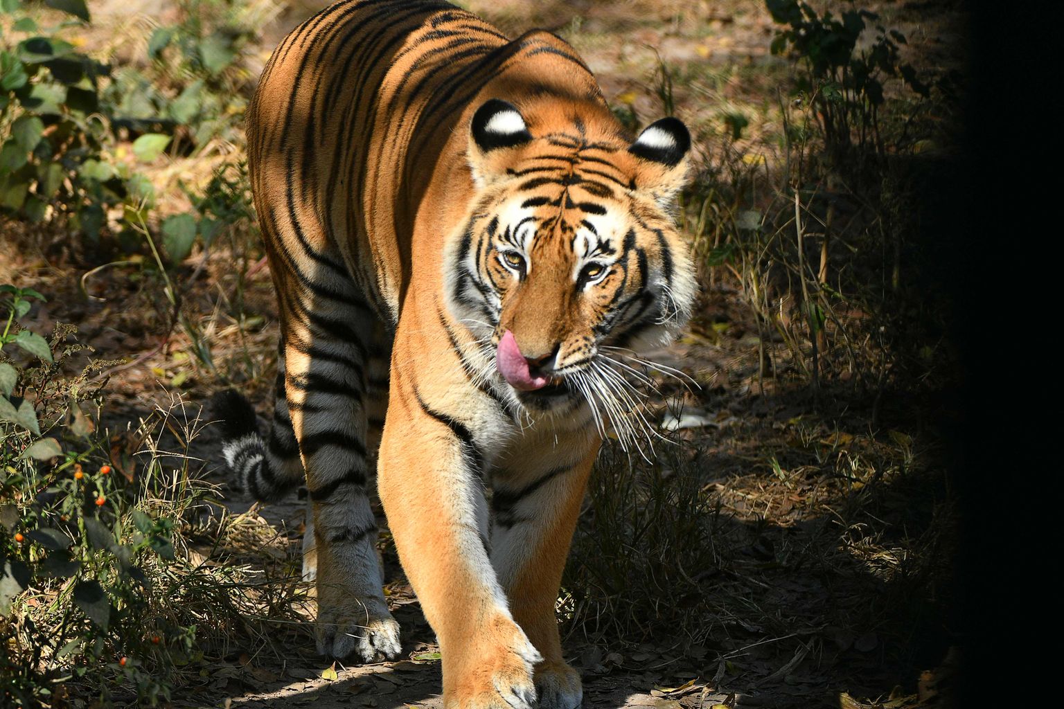 Bengali tiiger Nepalis Lalitpuri kaitsealal