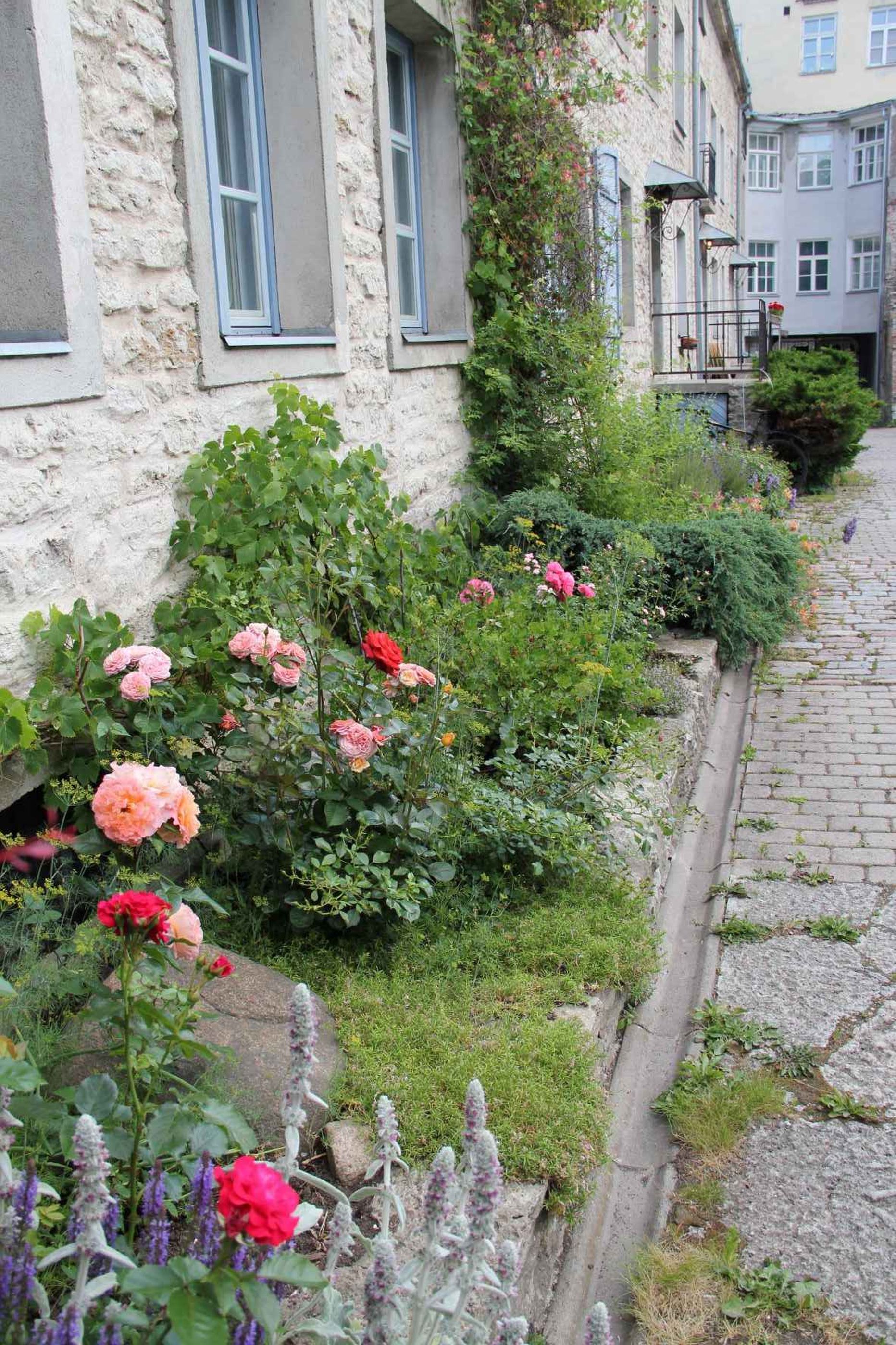 Tallinna vanalinna kauneimaks aiaks valiti tänavu Müürivahe 31.