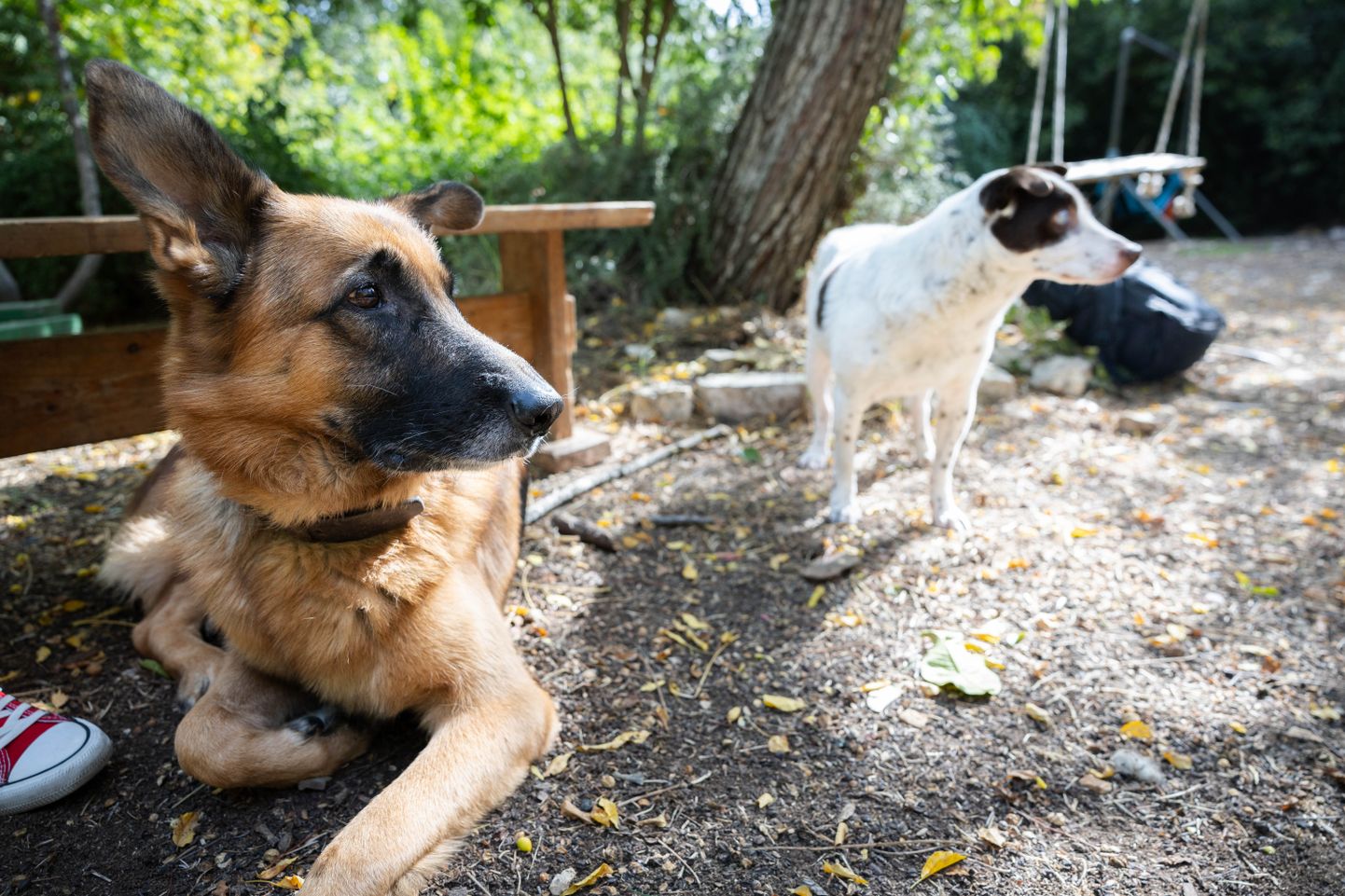 Sõjale jalgu jäänud koduloomade päästmisega tegelev Genadi Nižniki koerad.