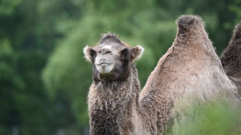 Vai kamielis savā kuprī patiešām glabā ūdeni?