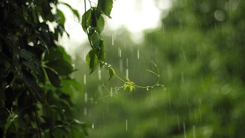 Ponedeljek prinesel dež v večjem delu Latvije