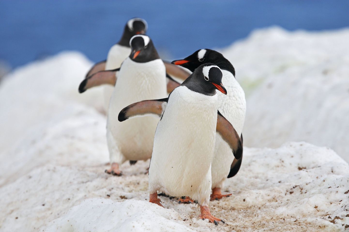 Gentoo pingviinid