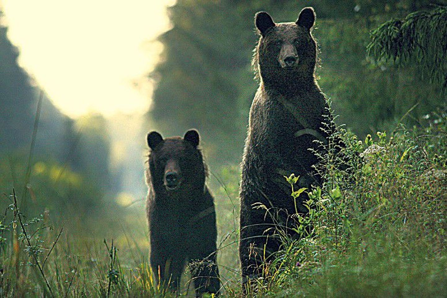 Karud muudkui tulid ja tulid ligemale... See foto näitab, et metsaelanikud on vähemalt sama uudishimulikud kui loodusfotograaf.