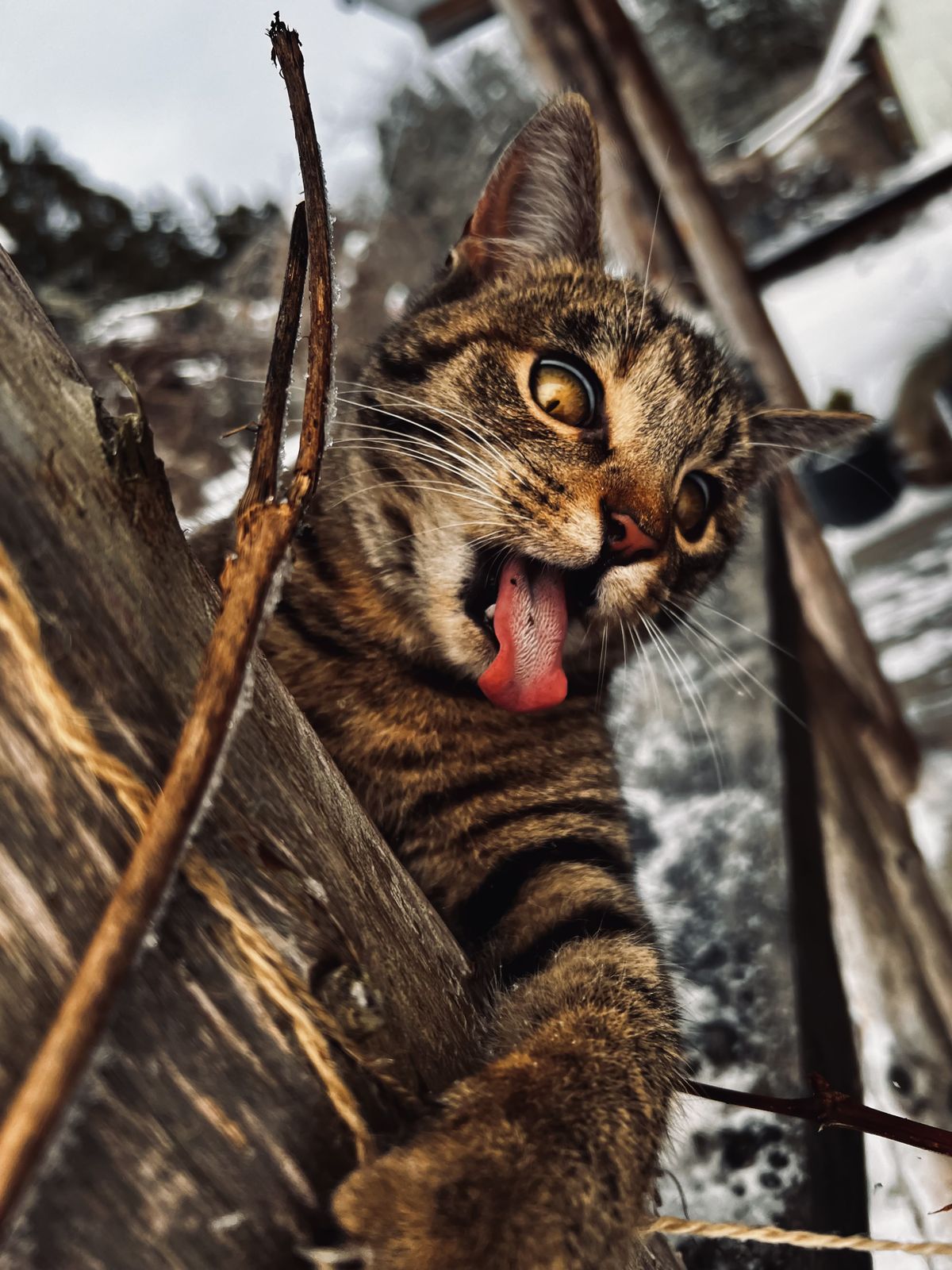 Kitty emotsioon, kui mõistab, et peab leppima lumega.