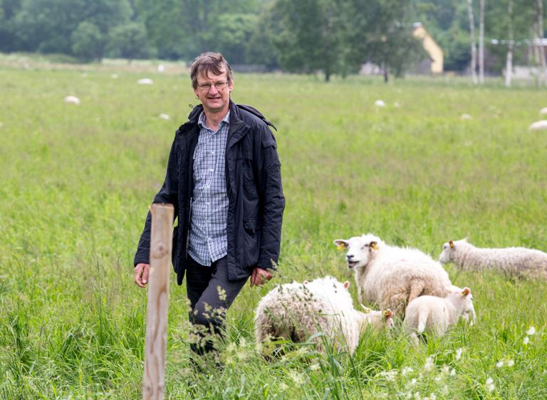 Urmas Aava tõdeb, et kui lambakasvataja tahaks saada Eesti keskmist palka, peaks loomi olema vähemalt 300.