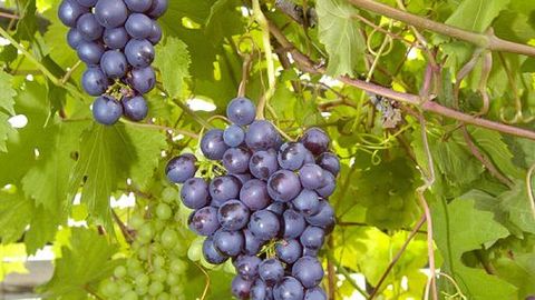 Гроздь здоровья: четыре полезных свойства винограда
