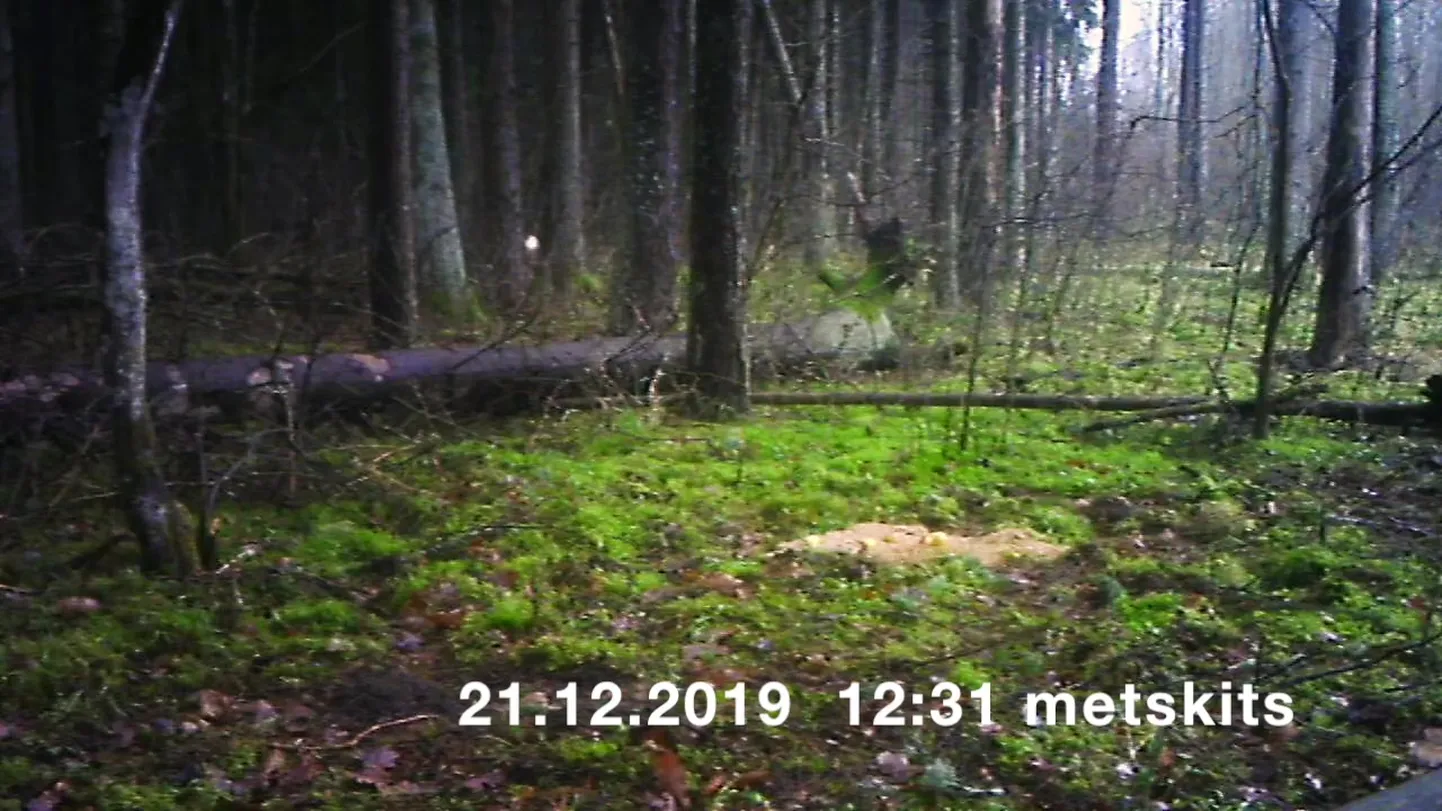 JÕULUOOTUS METSAS II.mp4