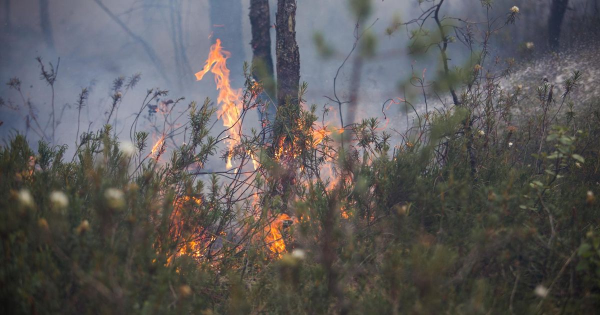 Päästjad kustutasid päevaga üheksa kulupõlengut