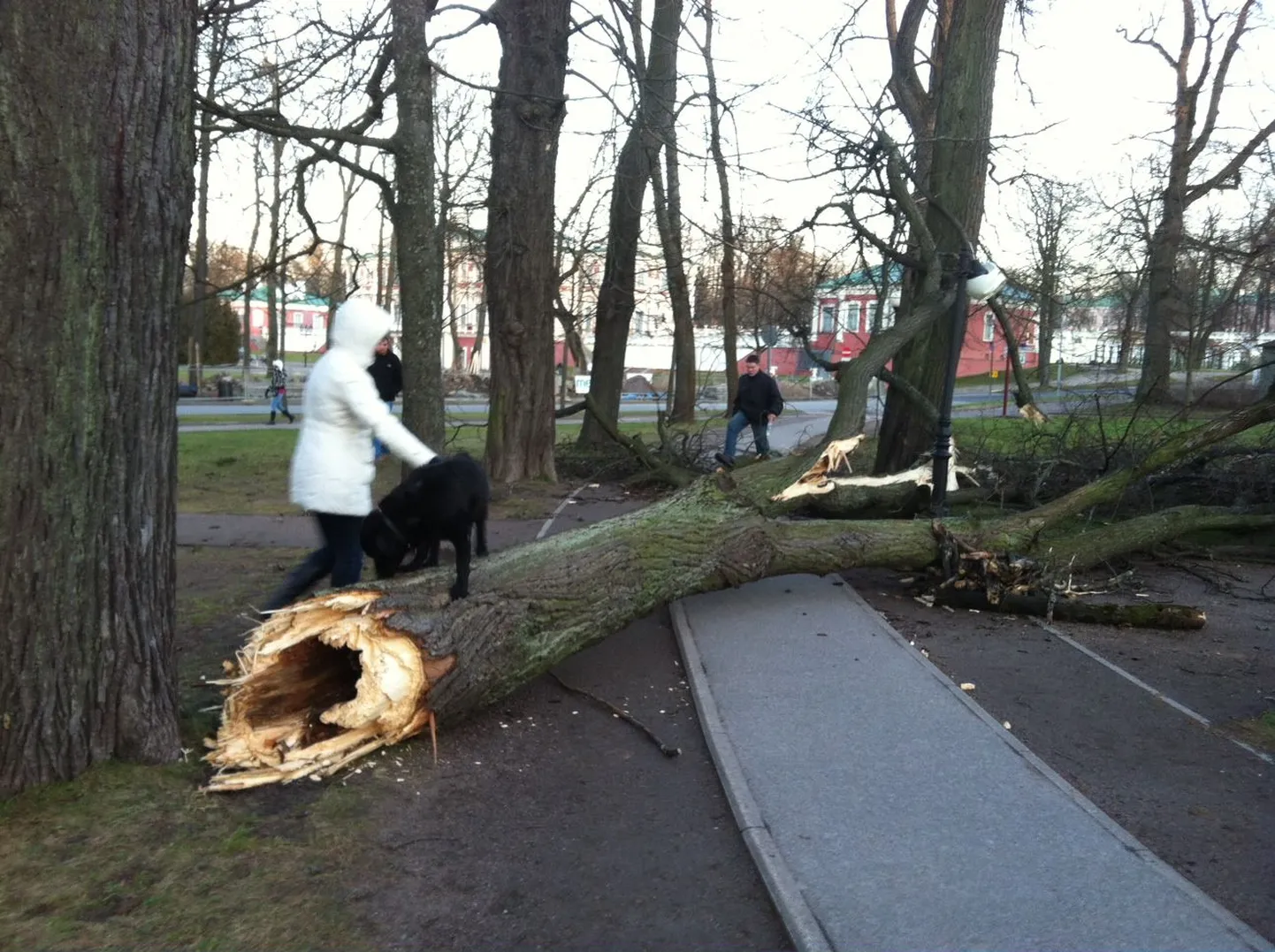 Tormikahjud Kadriorus.