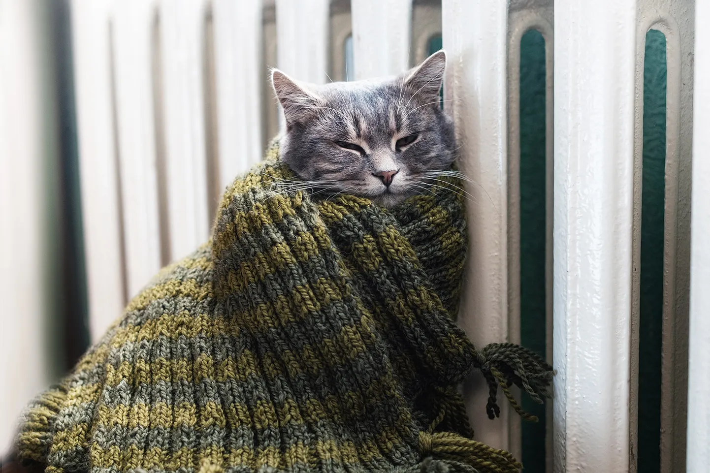 Кот греется у радиатора отопления. Снимок иллюстративный.