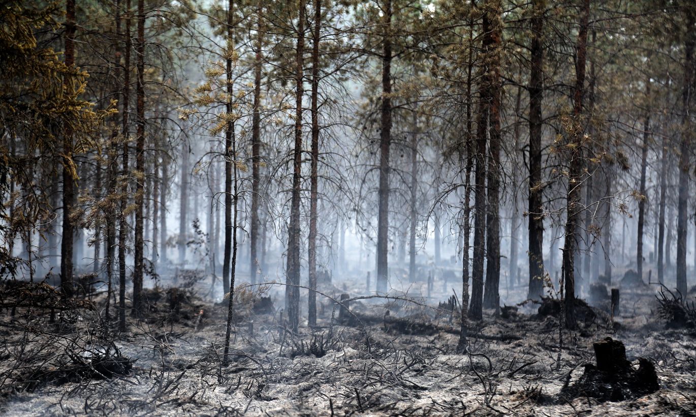 Фото животных после пожара в лесу