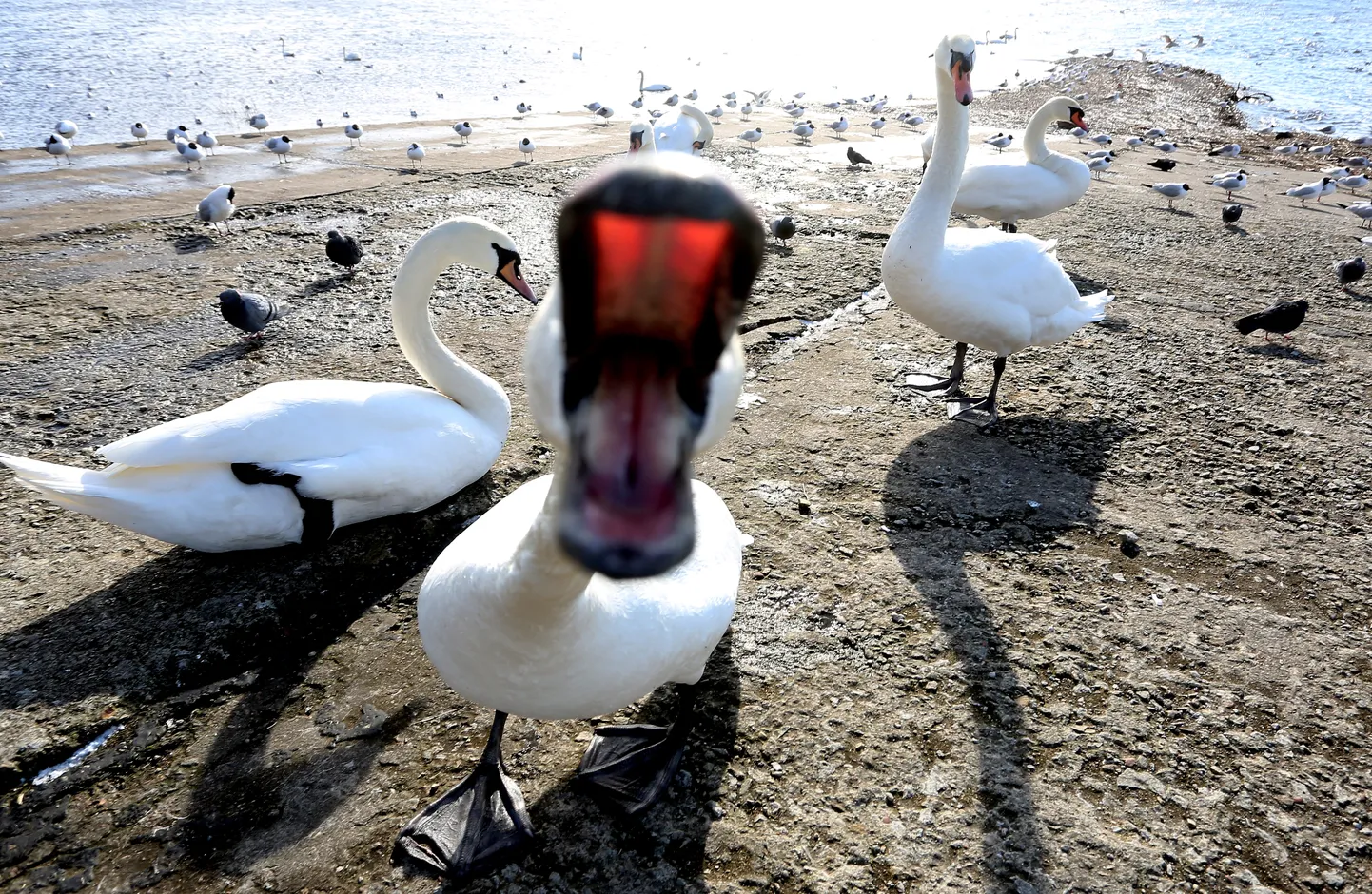 Gulbji Ķengaraga promenādē.