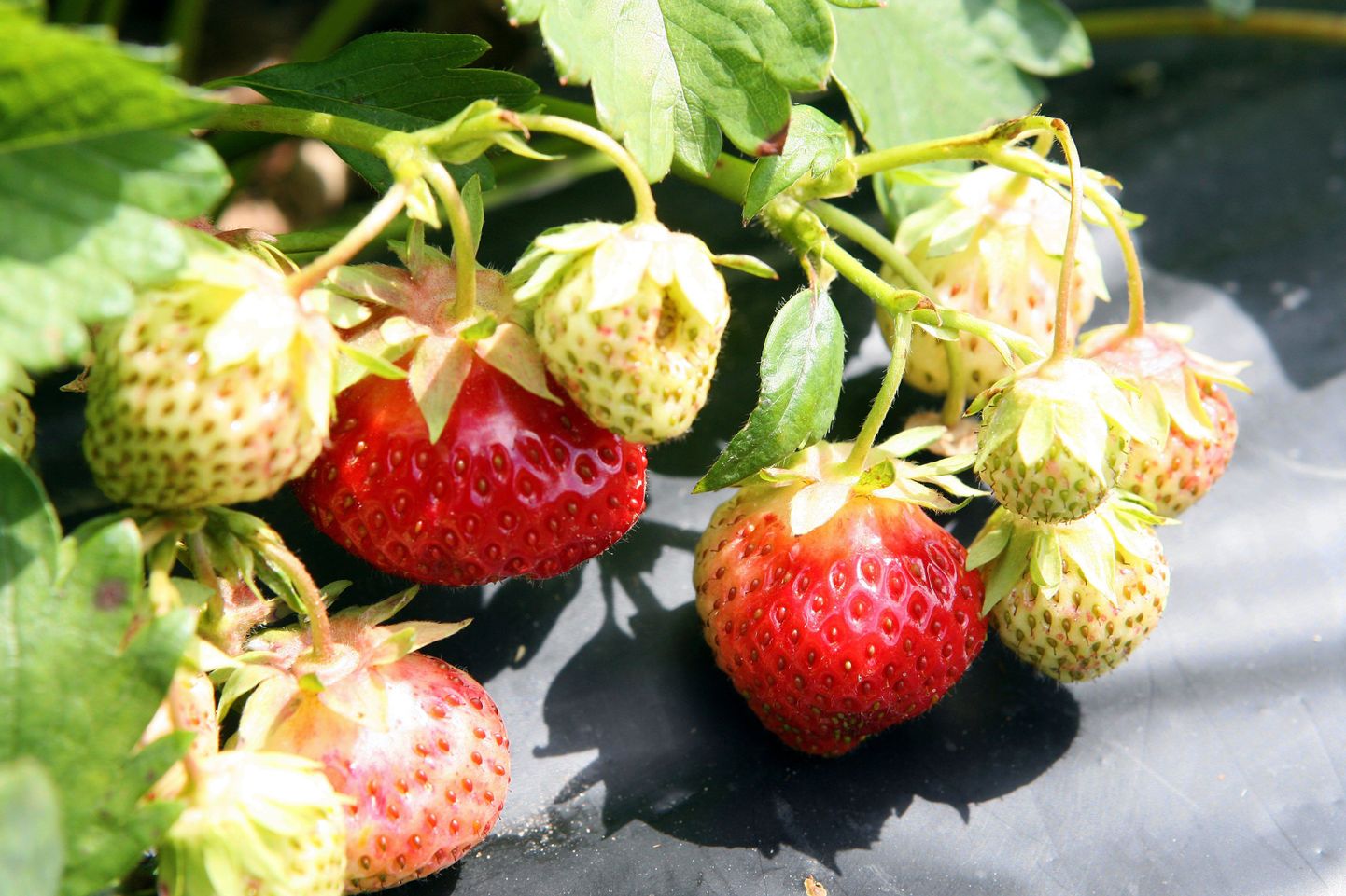 Odavaimad maasikad on müügil toorena.