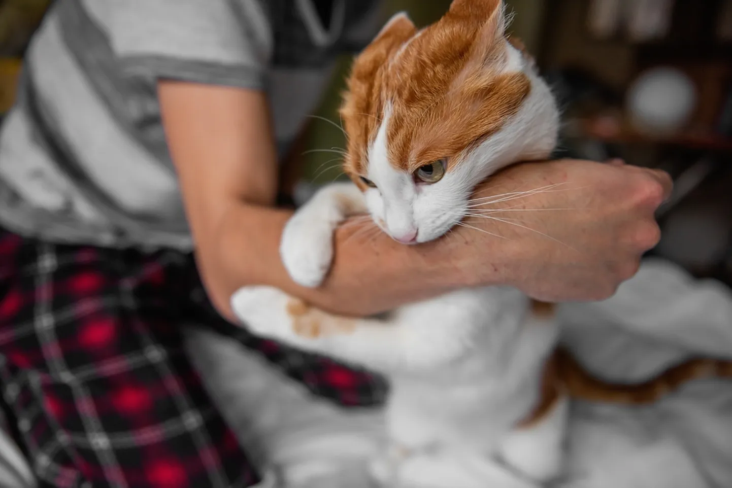 Кот играет с рукой человека. Фото иллюстративное.