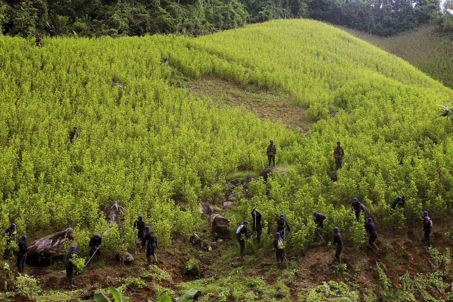 Colombia sõdurid ja põllutöölised hävitavad kokaistandusi.