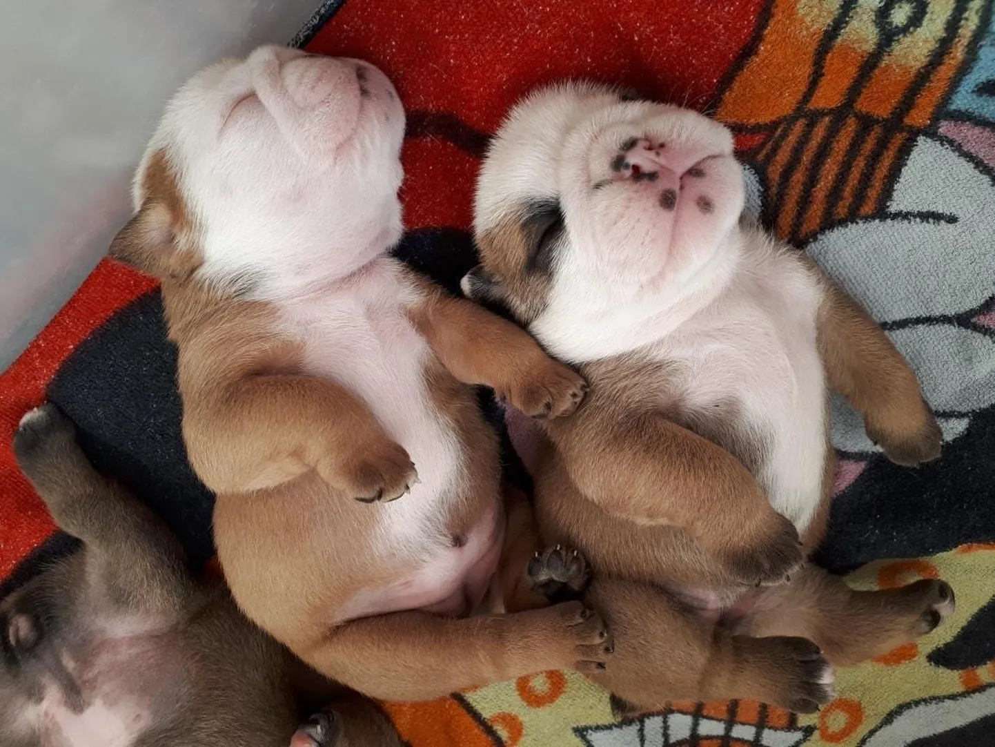 Buldogikutsikaid pakuti müüa sotsiaalmeedia kaudu. Pildil olevad koerad ei ole juhtumiga seotud.
