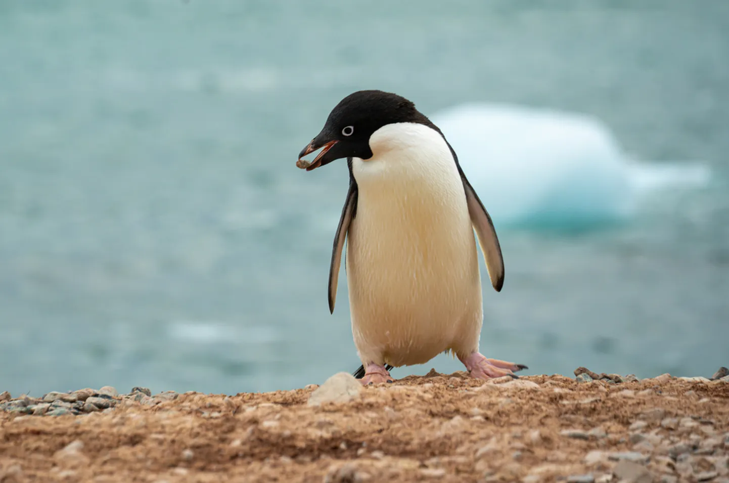 Pingviin