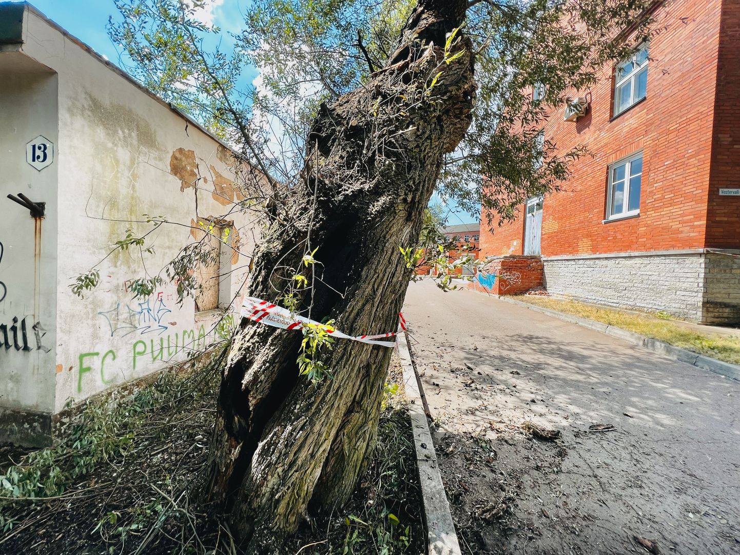 Старое дерево на улице Вестервалли в историческом районе Нарвы доставило много хлопот спасателям.
