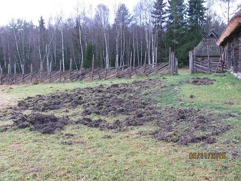 Metssigade tekitatud songermaa Tammsaare muuseumis Vargamäel. Foto: