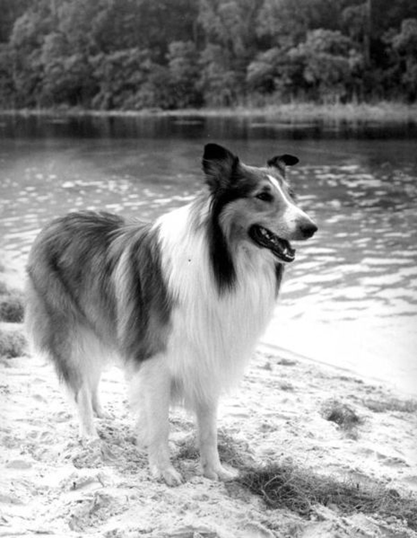 Üks «Lassie» filmides üles astunud koeradest