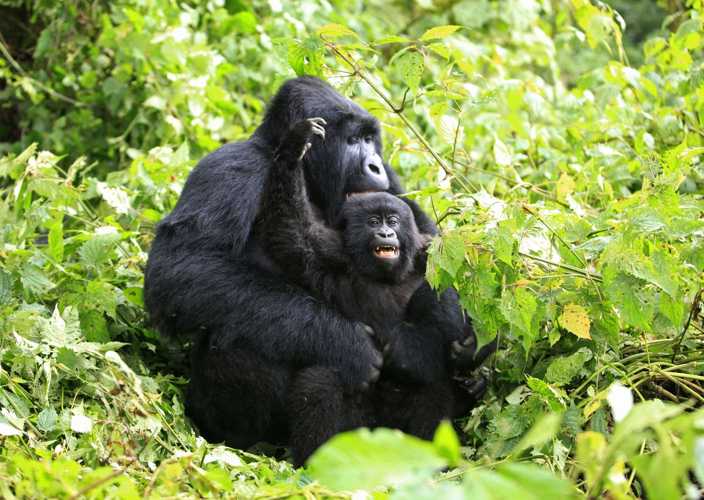 Mägigorillad Virunga rahvuspargis Kongo Demokraatlikus Vabariigis.