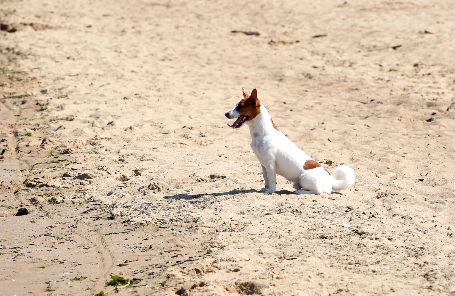 Suns Vecāķu pludmalē. Ilustratīvs attēls.