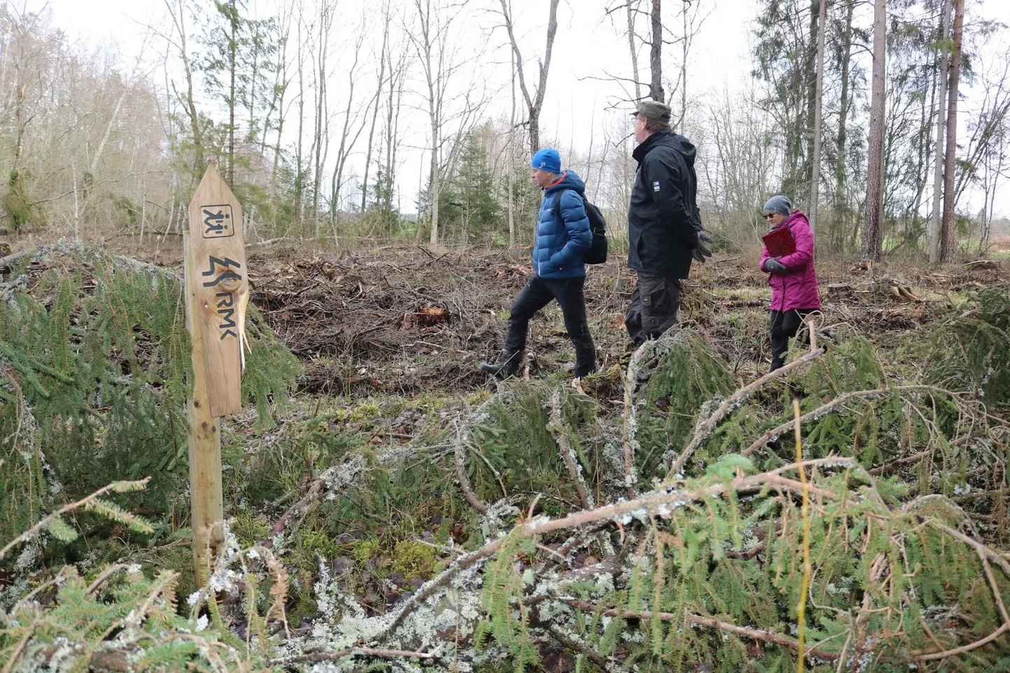 Raietest räsitud Kiidjärve Põlvamaal on taas raiesihikul. Levo Tohva (vasakult), Ülo Leitu ja Malle Oras sealsel kuklaste rajal.