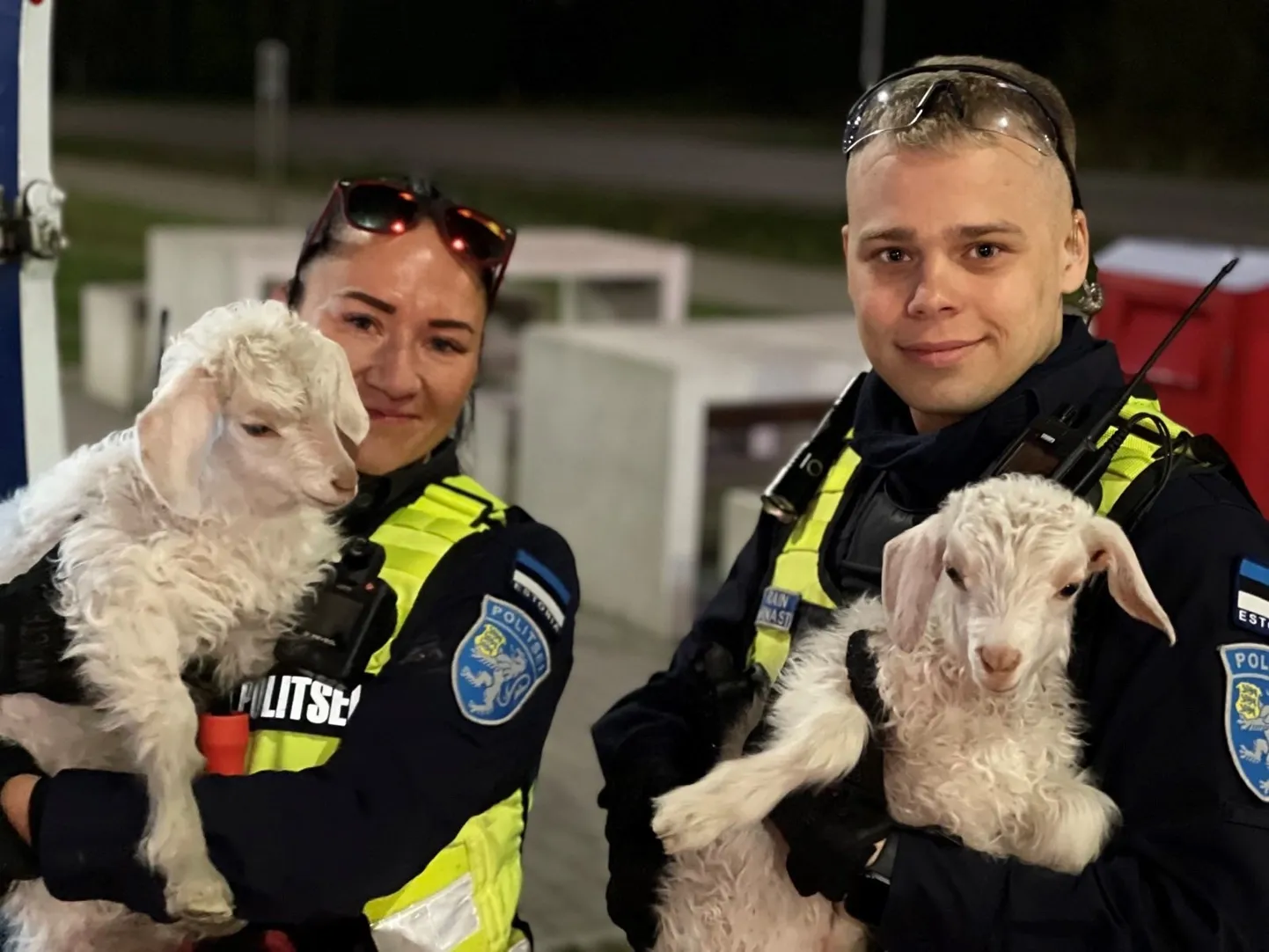 Eksinud kitsepere toimetati turvaliselt tagasi koju