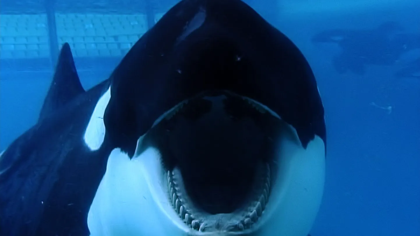 Lõuad pärani: mõõkvaal Tilikum, SeaWorldi veepargi publiku suur lemmik. Kolme inimese tapja.