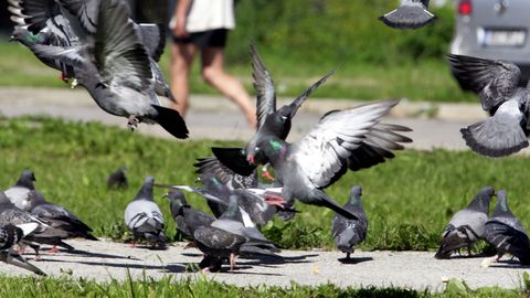 Korrusmajade elanikud on hädas linde toitvate naabritega