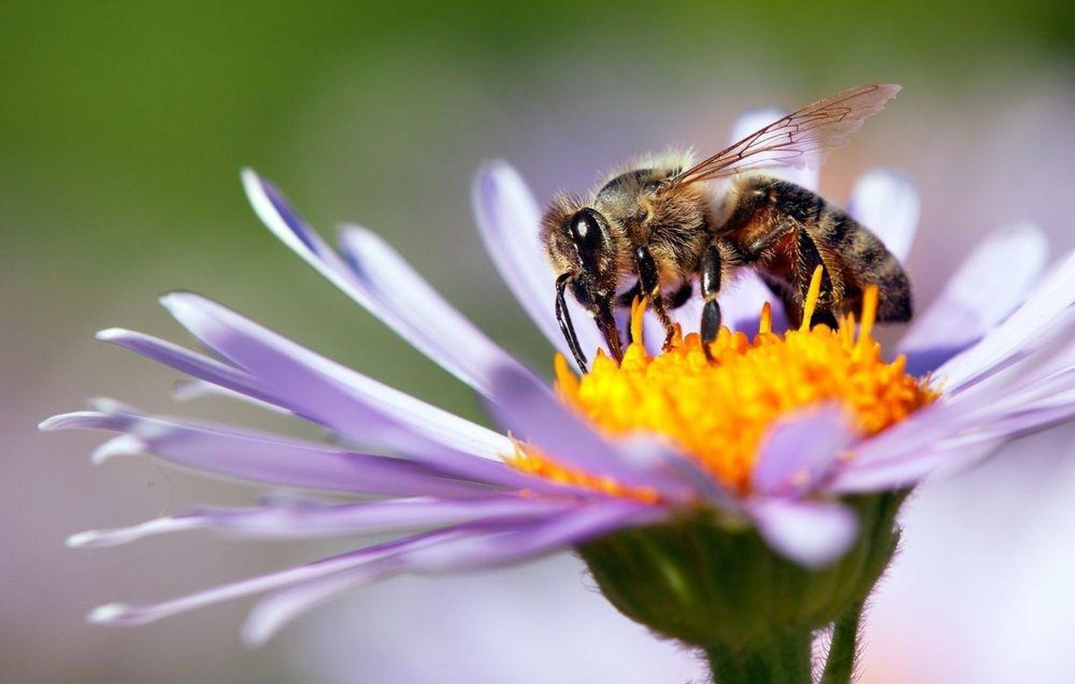 Mesilased on abilised vähiravis. FOTO: Shutterstock