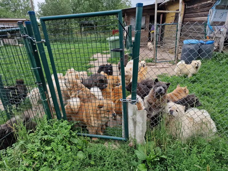 Eestimaa Loomakaitse Liidu vabatahtliku tehtud foto 2023. aasta juulis, kui neile laekus järjekordne kaebus koeraomanik Dostojevskaja kohta.