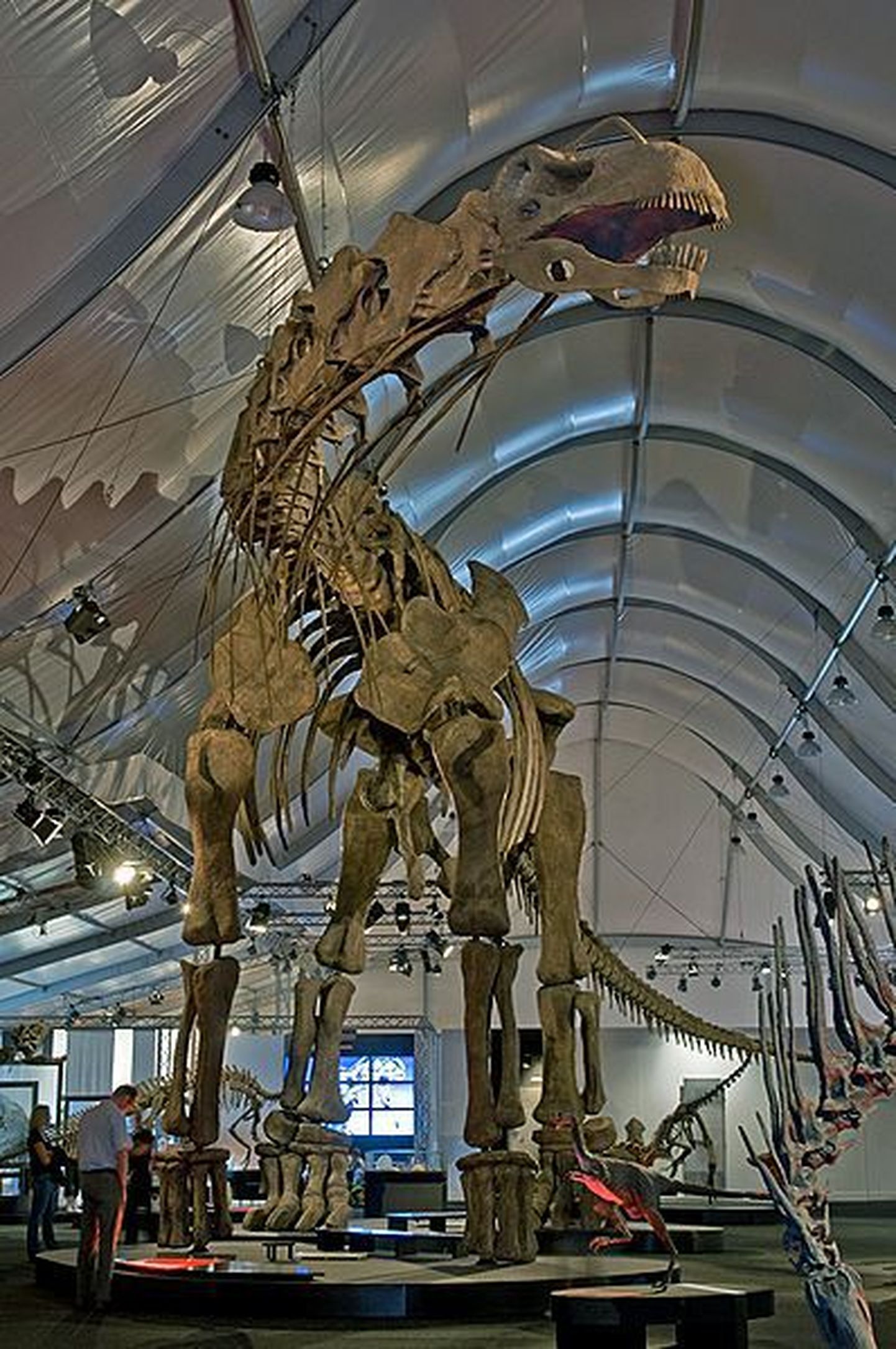 Titanosauruste perekonda kuuluva isendi rekonstrueeritud skelett Saksa muuseumis.